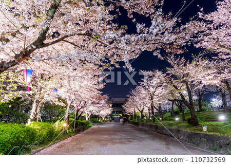東京墨田公園夜晚的櫻花被燈光照亮 110732569