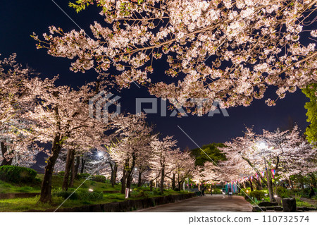 Cherry blossoms illuminated at night in Sumida Park, Tokyo Cherry blossoms illuminated at night in Sumida Park, Tokyo 110732574