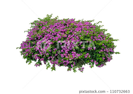 Large bush flower spreading shrub of pink bougainvillea tropical flower vine landscape plant Large bush flower spreading shrub of pink bougainvillea tropical flower vine landscape plant 110732663