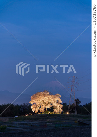 山梨縣：酪梨的櫻花和富士山 110732760