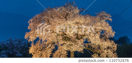"Yamanashi Prefecture" Cherry blossoms at Wanizuka illuminated 110732876