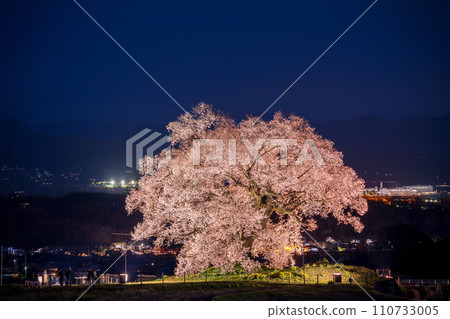 「山梨縣」酪梨的孤獨櫻花樹被燈光照亮 110733005