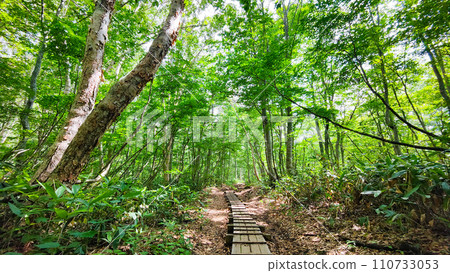 Climbing Mt. Hiuchi in summer (descending: Sasagamine beech forest) 110733053