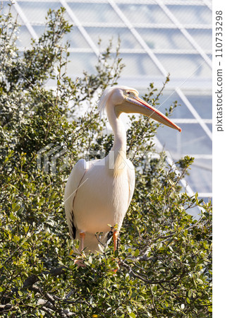 White Pelican of Kobe Animal Kingdom Kobe City, Hyogo Prefecture 110733298