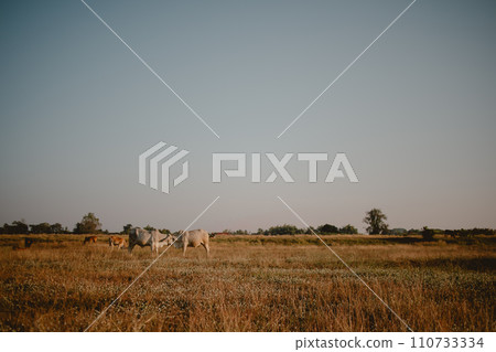 Landscape of cows cattle feeding on yellow grass field at warmth sunset light. Landscape of cows cattle feeding on yellow grass field at warmth sunset light. 110733334