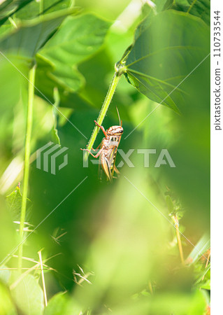 Locust Locust 110733544