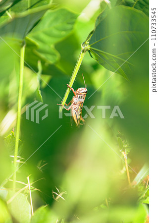 Locust Locust 110733545