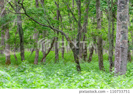漫步標津町波川史蹟公園 110733751