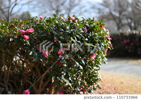 Park scenery with flowers 110733966