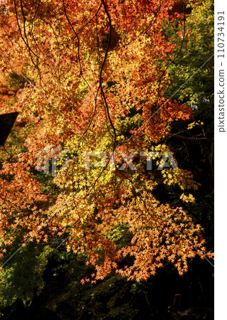 Autumn leaves in Sugimura Park, Hashimoto City, Wakayama Prefecture Autumn leaves in Sugimura Park, Hashimoto City, Wakayama Prefecture 110734191