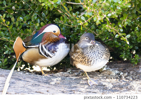 A pair of mandarin ducks from the Kobe Animal Kingdom Kobe City, Hyogo Prefecture A pair of mandarin ducks from the Kobe Animal Kingdom Kobe City, Hyogo Prefecture 110734223