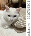 A white cat using a cushion as a pillow 110734301