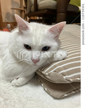 A white cat using a cushion as a pillow 110734301