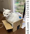 A cat who wants to fit into a cardboard box but is disappointed because its body is too big 110734378