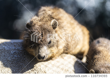 非洲蹄兔正在午睡 神戶動物王國 兵庫縣神戶市 110734393