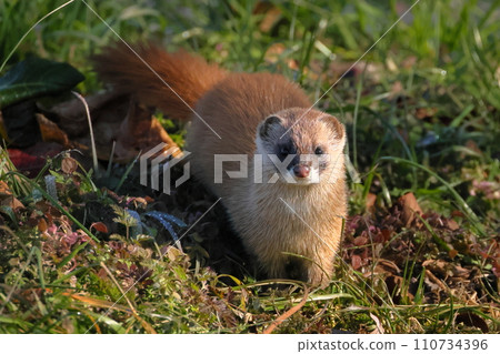 埼玉縣比企郡川町越部川天鵝遊覽區出現野黃鼠狼 110734396