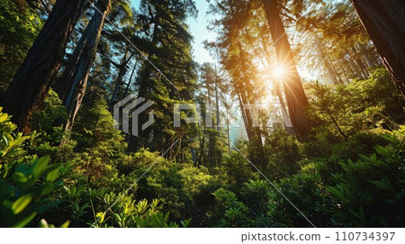 Capturing Forest Magic: Seamless Montage of Light, Shadow, and Natural Splendor Capturing Forest Magic: Seamless Montage of Light, Shadow, and Natural Splendor 110734397