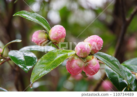 Pink buds getting wet in the rain "Otometsubaki" 110734489