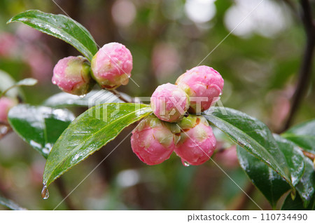 被雨淋濕的粉紅花蕾“乙梅椿” 被雨淋濕的粉紅花蕾“乙梅椿” 110734490