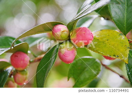 被雨淋濕的粉紅花蕾“乙梅椿” 110734491
