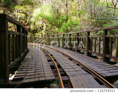 Trolley path through the forest of Yakushima Trolley path through the forest of Yakushima 110734551