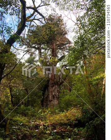 屋久島的繩紋雪松 110734565