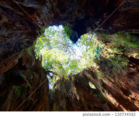Heart mark seen from inside Wilson stock in Yakushima 110734582