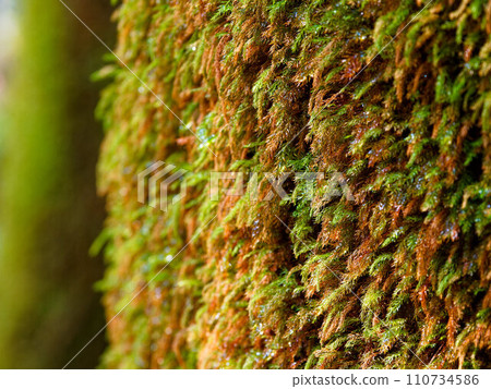 Persimmon growing on tree trunk Persimmon growing on tree trunk 110734586