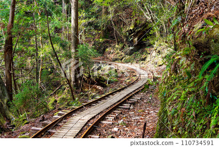 Yakushima's Jomon Cedar trekking trolley path through the forest 110734591