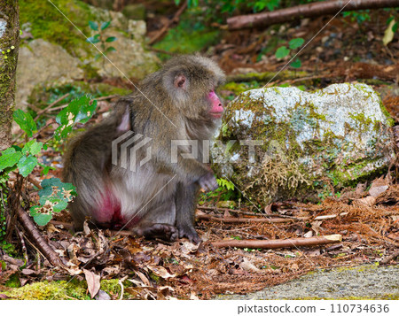 屋久島的屋久島猴子尋找堅果 屋久島的屋久島猴子尋找堅果 110734636