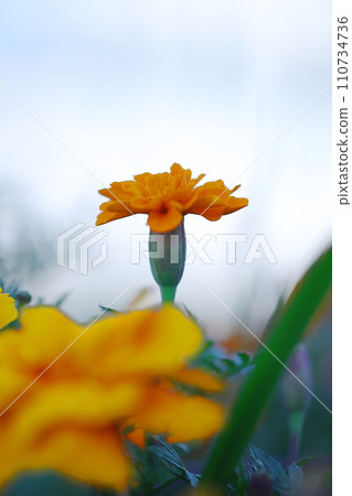 Marigold flowers blooming towards the sun 110734736