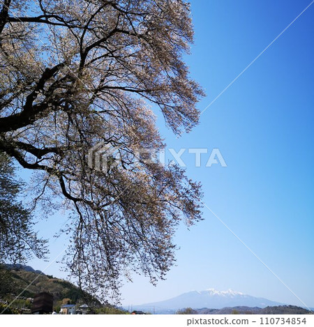 櫻花 櫻花 110734854