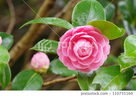 Pink “Otometsubaki” getting wet in the rain 110735160