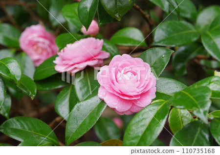 Pink “Otometsubaki” getting wet in the rain 110735168