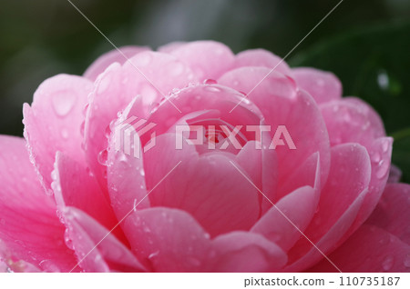 Pink “Otometsubaki” getting wet in the rain 110735187