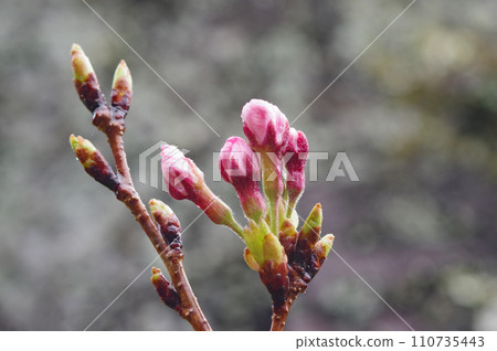 《Swelling buds》Cherry blossoms/Someiyoshino cherry trees 《Swelling buds》Cherry blossoms/Someiyoshino cherry trees 110735443