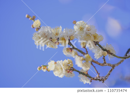 白梅花在枝尖綻放,映襯著藍天 白梅花在枝尖綻放,映襯著藍天 110735474