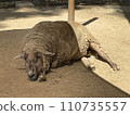 sleeping sheep 110735557