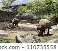 Two rhino 110735558