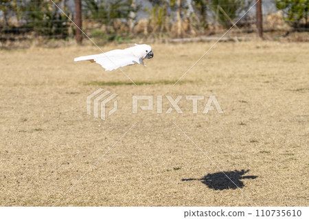Low-flying giant cockatoo (crested parrot) Kobe Animal Kingdom Kobe City, Hyogo Prefecture Low-flying giant cockatoo (crested parrot) Kobe Animal Kingdom Kobe City, Hyogo Prefecture 110735610