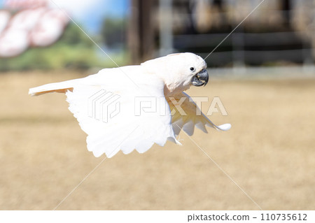 低空飛行的巨鸚鵡（鳳頭鸚鵡） 神戶動物王國 兵庫縣神戶市 110735612
