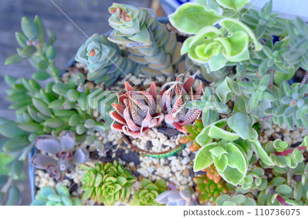 裝飾精美的多肉植物 裝飾精美的多肉植物 110736075