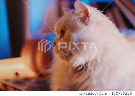 White fluffy cat resting near pile of paper books, night rain in window, autumn White fluffy cat resting near pile of paper books, night rain in window, autumn 110736239