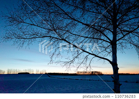 Winter morning 110736283