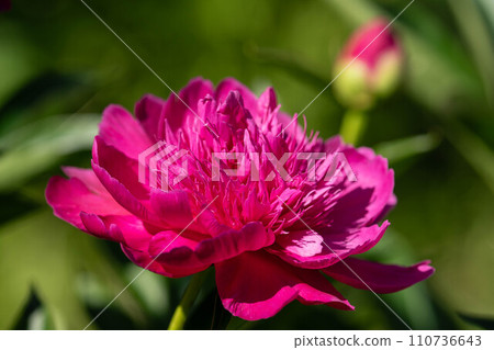 牡丹在初夏的陽光下綻放得絢麗多彩 牡丹在初夏的陽光下綻放得絢麗多彩 110736643