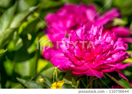 牡丹在初夏的陽光下綻放得絢麗多彩 110736644