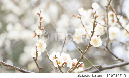 white plum blossom white plum blossom 110736743