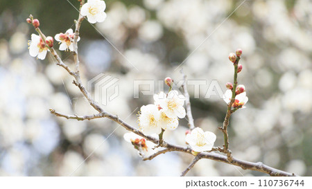 白梅花 白梅花 110736744