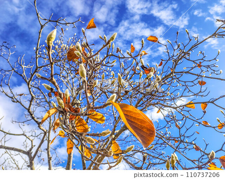 早春陽光明媚的日子，藍天和白玉蘭的白色花蕾 110737206