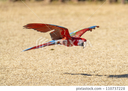 A flying macaw, Kobe Animal Kingdom, Kobe City, Hyogo Prefecture 110737228